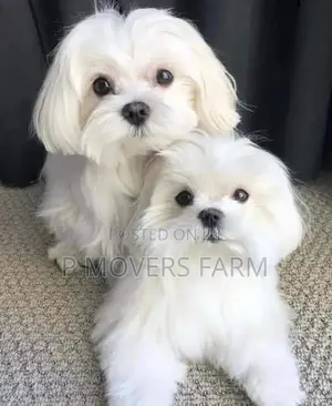 1-3 months Female Purebred Maltese