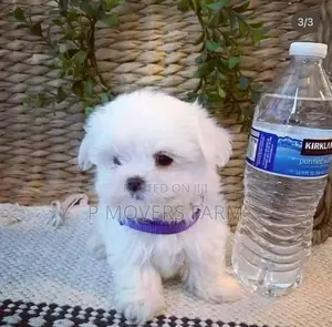 1-3 months Female Purebred Maltese