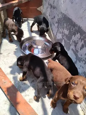 1-3 months Female Purebred Doberman Pinscher