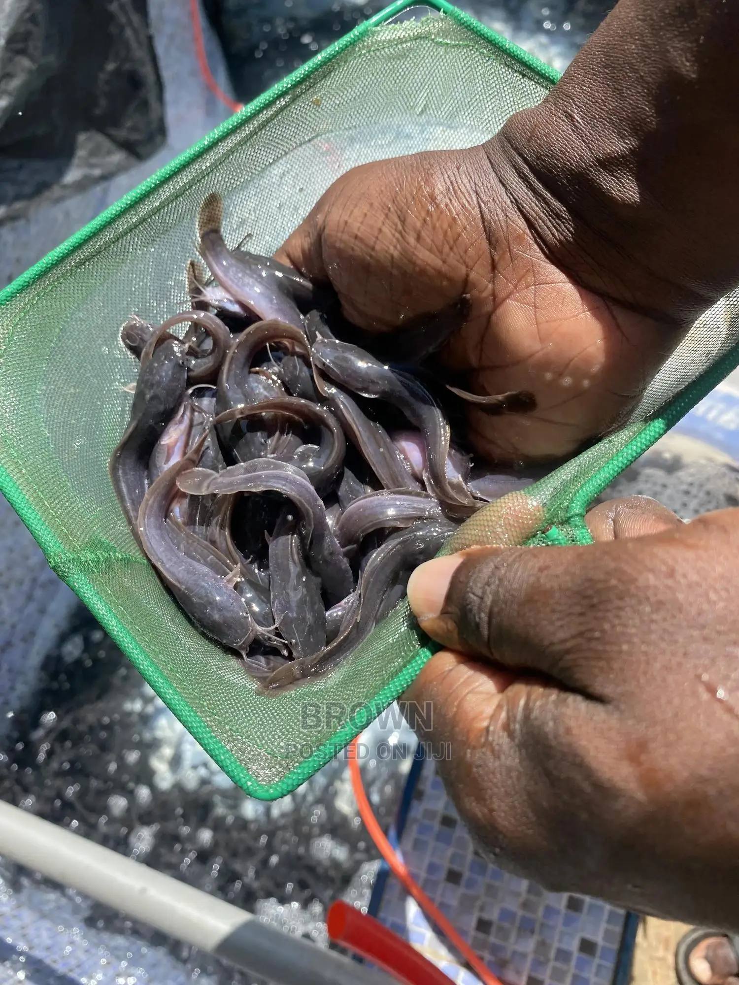Healthy,Fast Growing Catfish Fingerlings