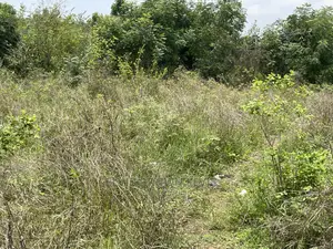 Buy Plots of Land for Sale at West Trasacco Zoomlion Area