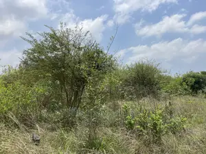 Buy Plots of Land for Sale at West Trasacco Zoomlion Area