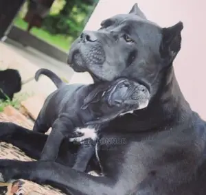1-3 months Male Purebred Cane Corso