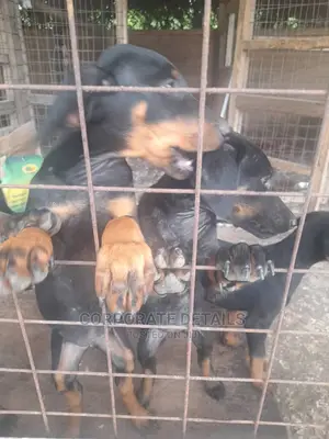 1-3 months Male Purebred Doberman Pinscher