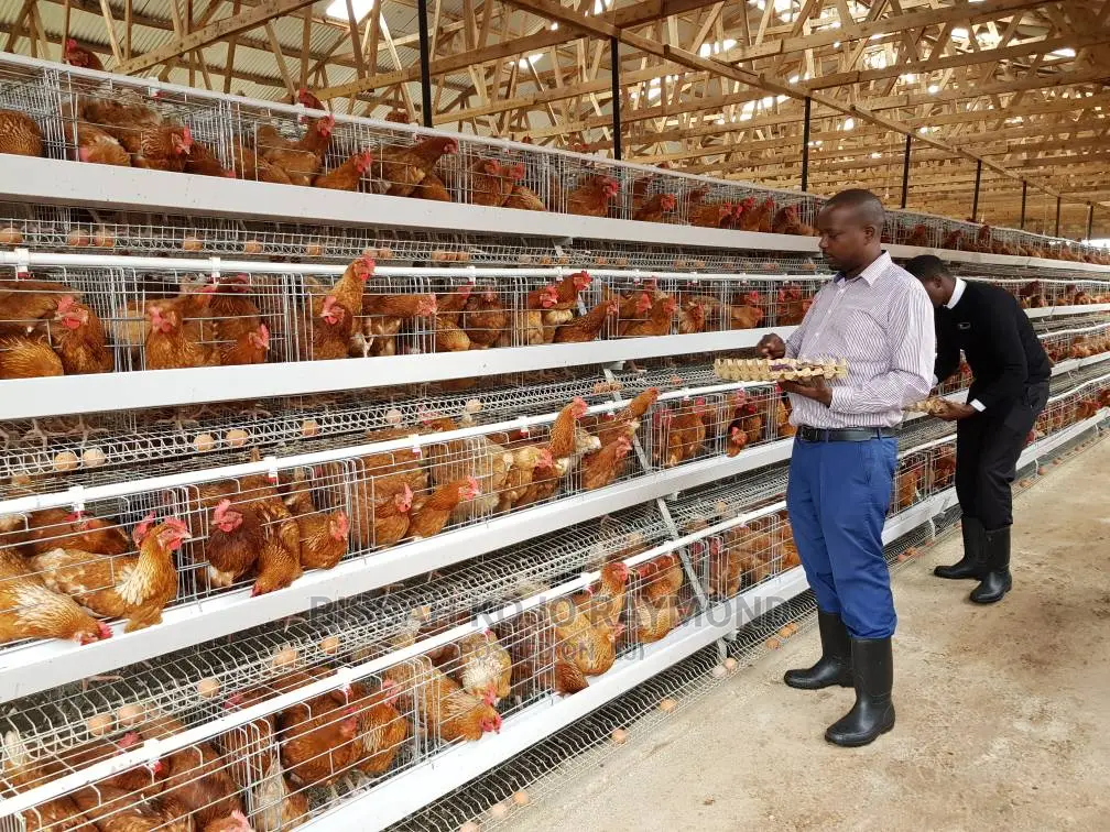 Battery Cage System Poultry House
