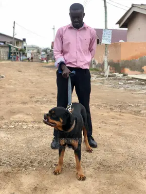 Dog Training Services