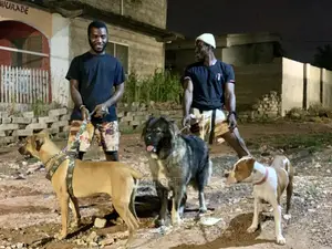 Dog Training Services