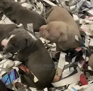 1-3 months Male Purebred American Pit Bull Terrier