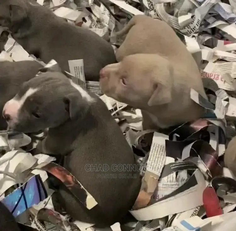 1-3 months Male Purebred American Pit Bull Terrier