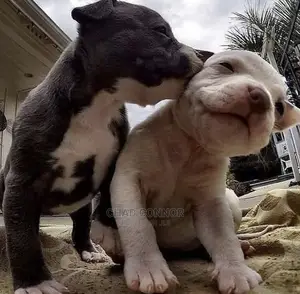1-3 months Male Purebred American Pit Bull Terrier
