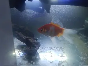 Aquarium Fancy Tail Fish