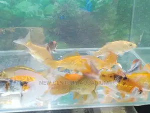 Gold Fishes and Koi