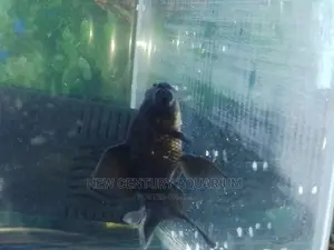 Blackmoore Aquarium Fish