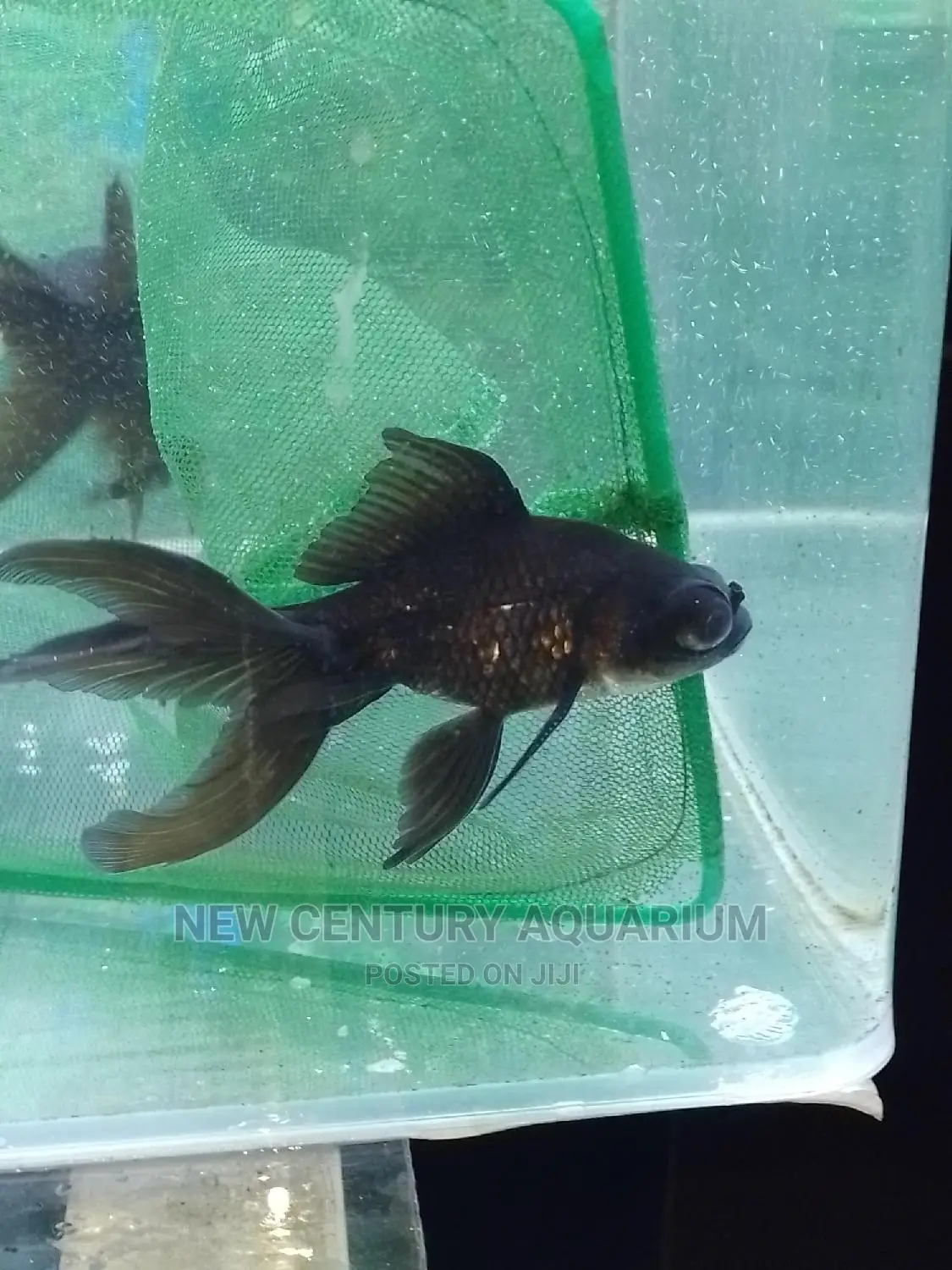 Blackmoore Aquarium Fish