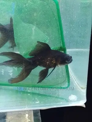 Blackmoore Aquarium Fish