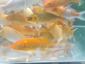Koi Fishes