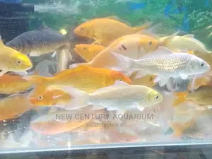 Koi Fishes