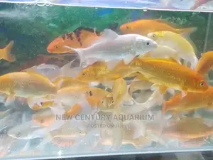 Koi Fishes