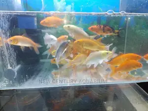 Koi Fishes
