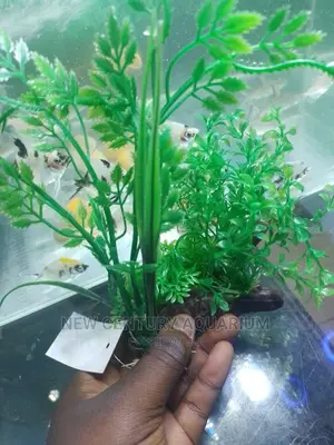 Aquarium Plant