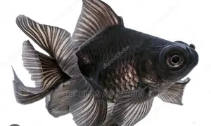 Blackmoor Fish