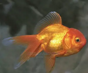 Oranda Gold Fishes
