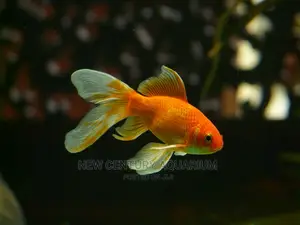 Gold Fish Fancy Tails