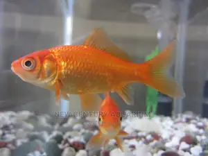 Gold Fish and Koi