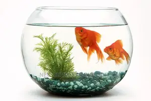 Fish Bowl 200ghc 500ghc