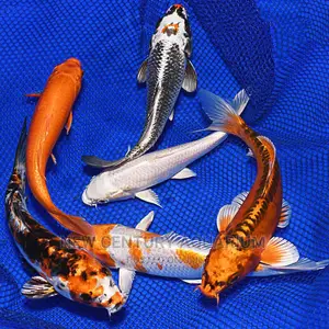 Koi Fishes