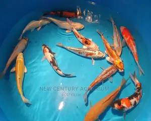 Koi Fishes