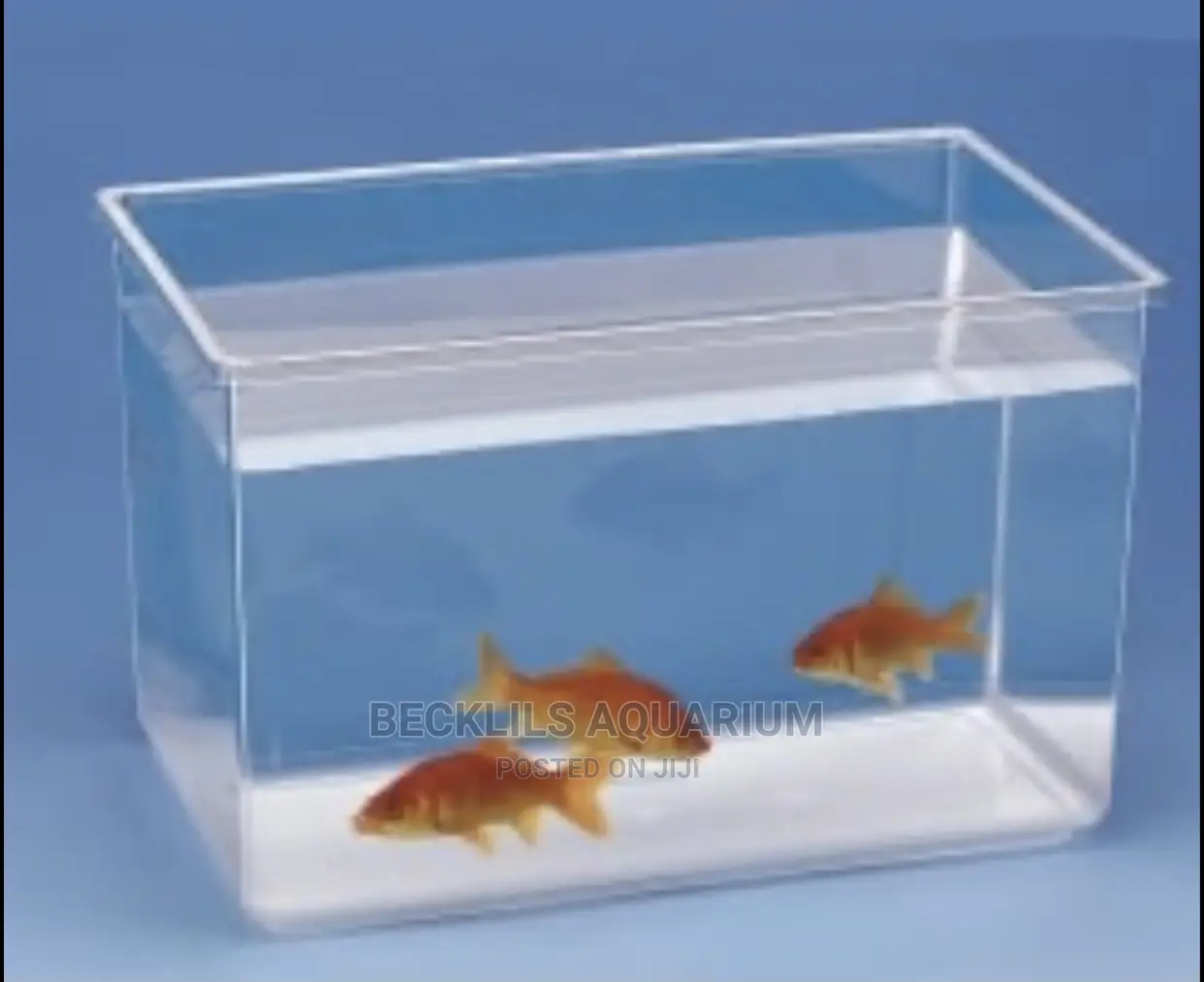 Small Aquariums With Fish
