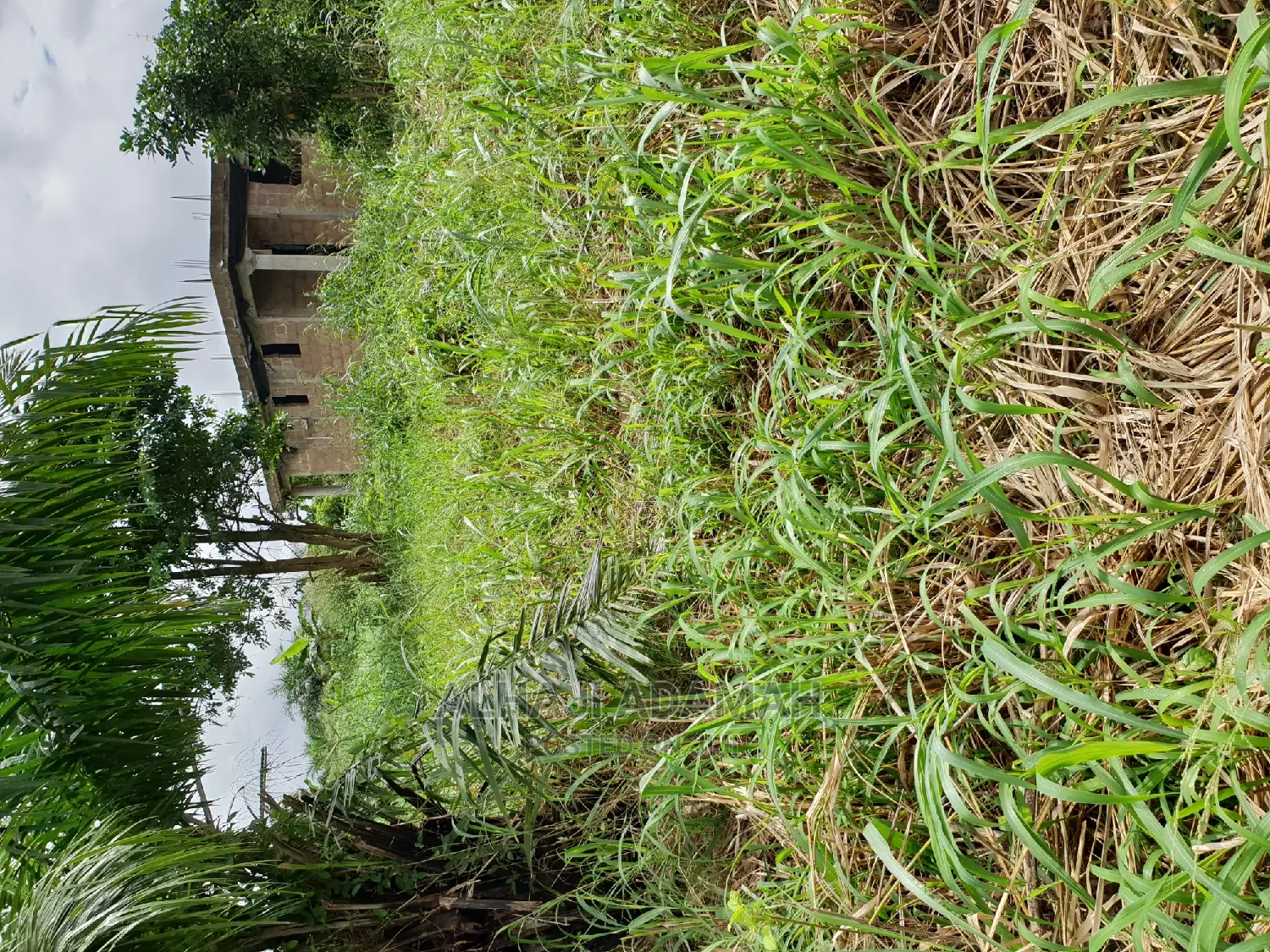 Two Plots of Land at Santasi Darko