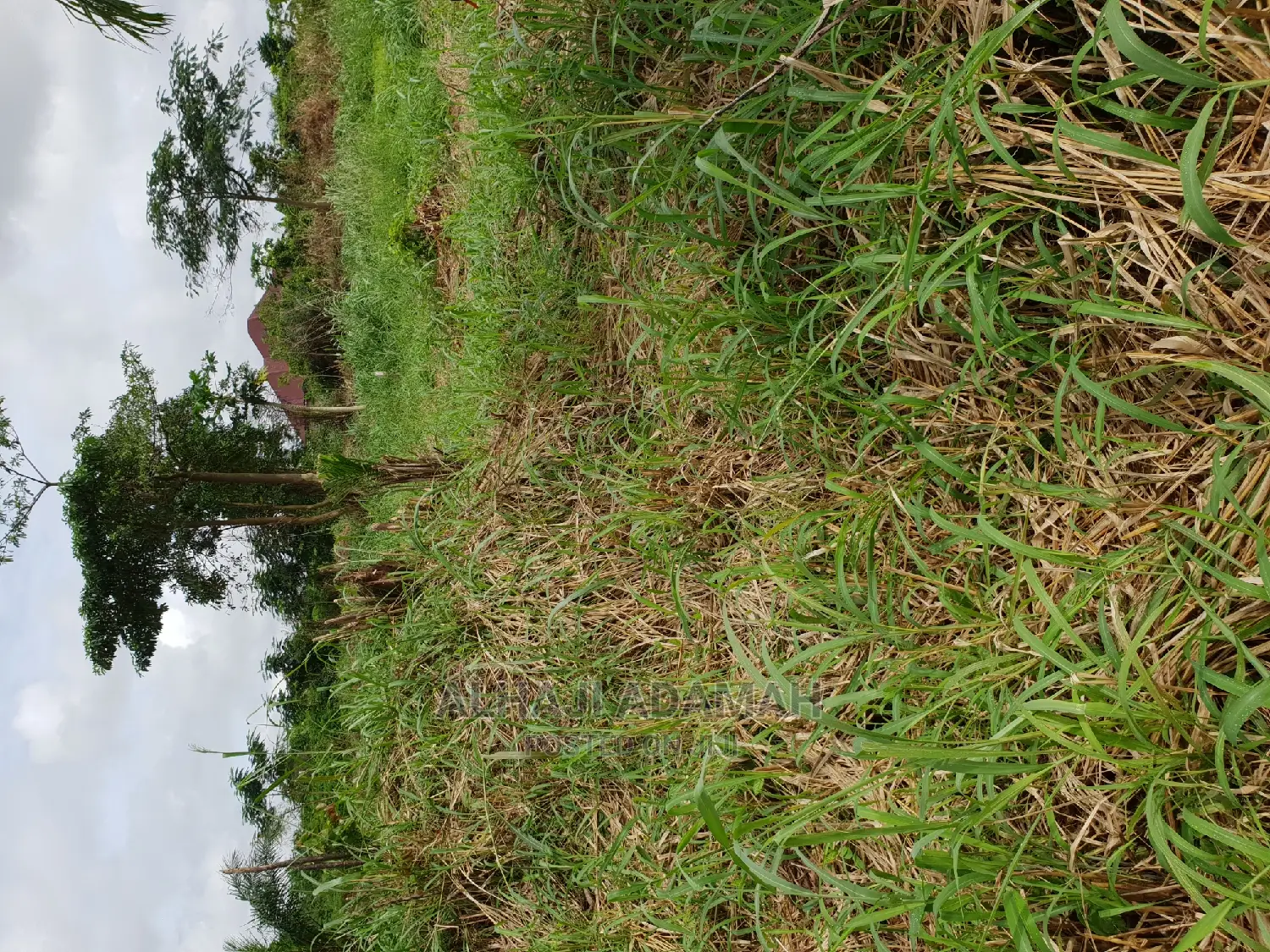 Two Plots of Land at Santasi Darko
