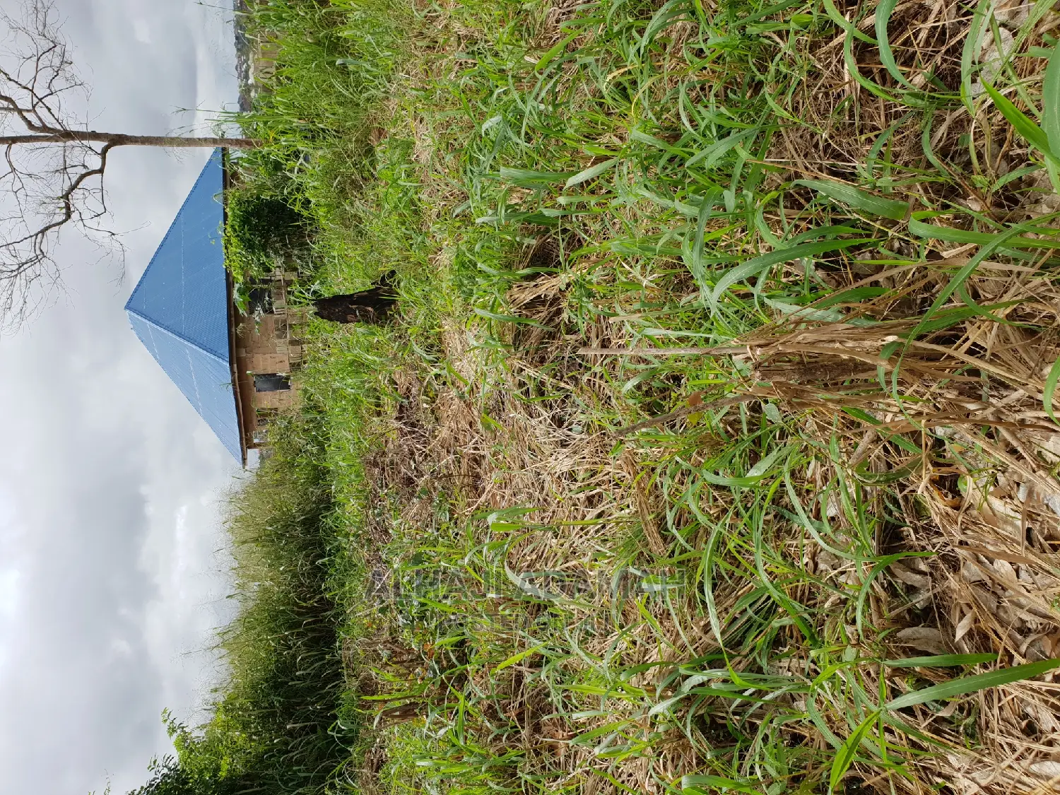 Two Plots of Land at Santasi Darko