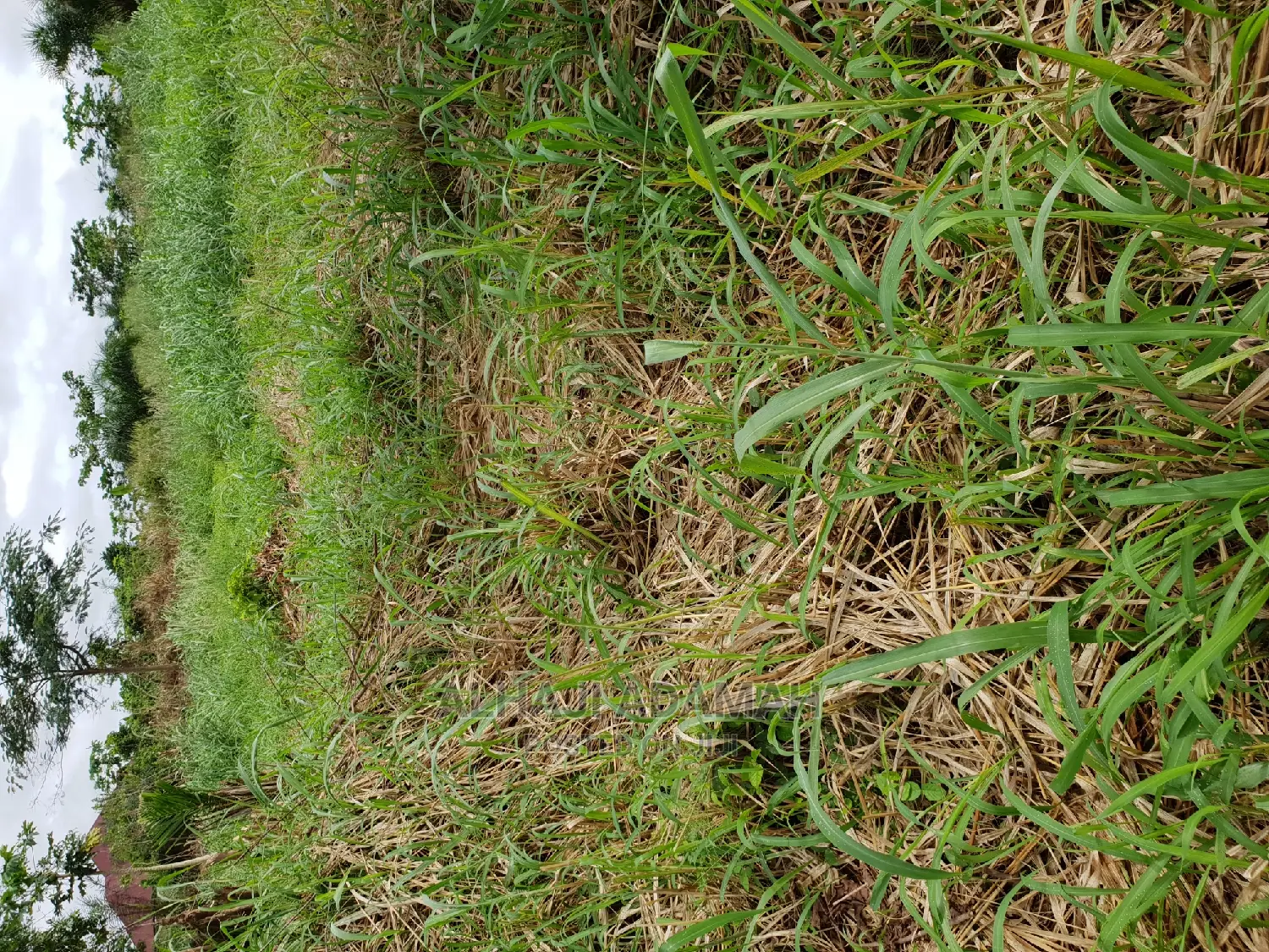 Two Plots of Land at Santasi Darko