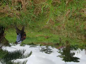 Two Plots of Land at Santasi Darko