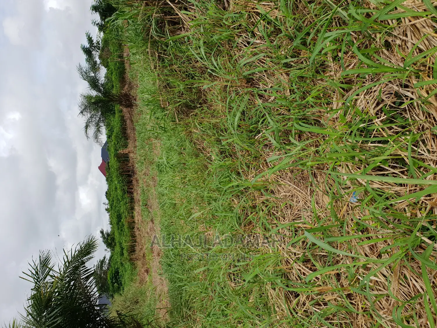 Two Plots of Land at Santasi Darko