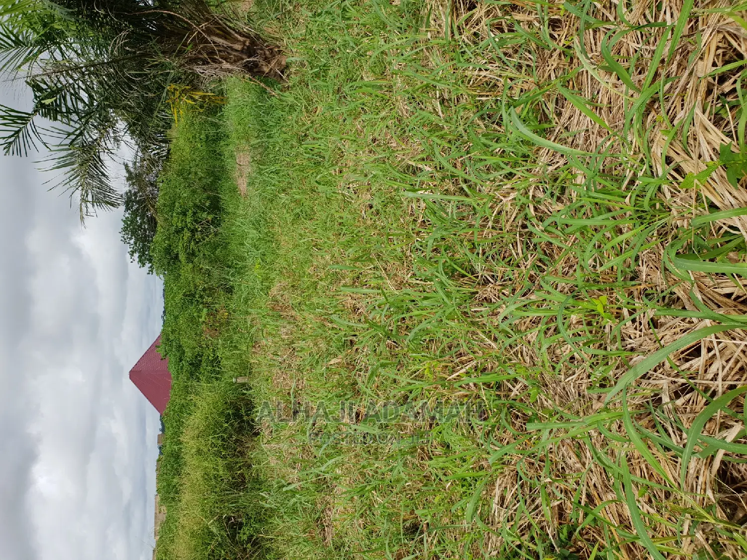 Two Plots of Land at Santasi Darko