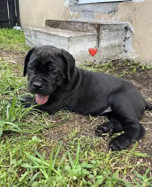 1-3 months Male Purebred Cane Corso