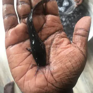 Healthy,Fast Growing Catfish Fingerlings