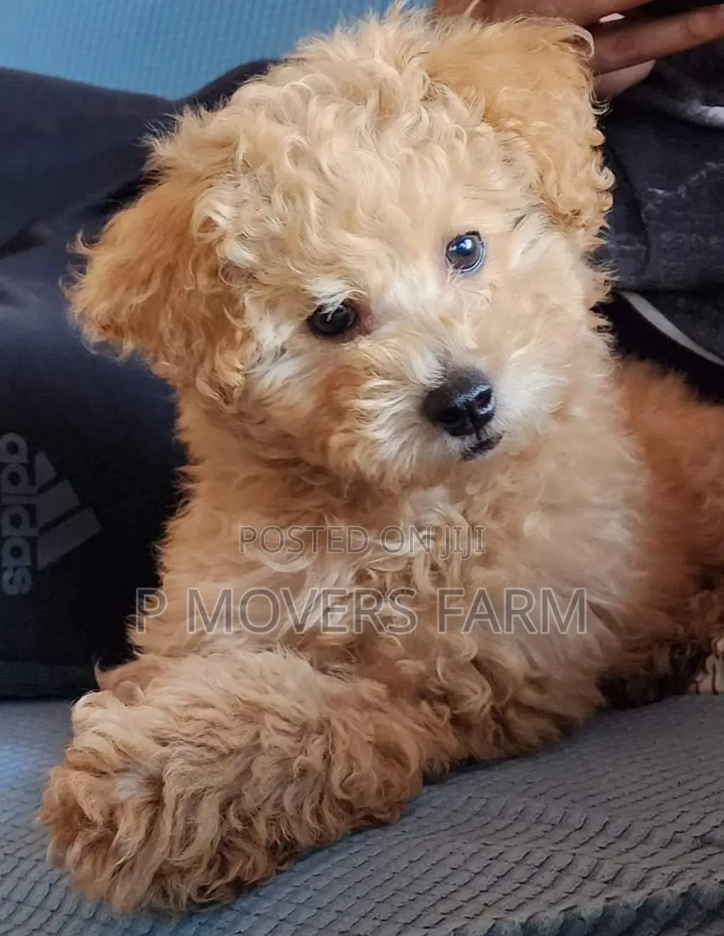 1-3 months Female Purebred Poodle