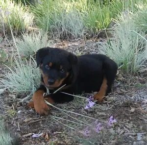 1-3 months Male Purebred Rottweiler