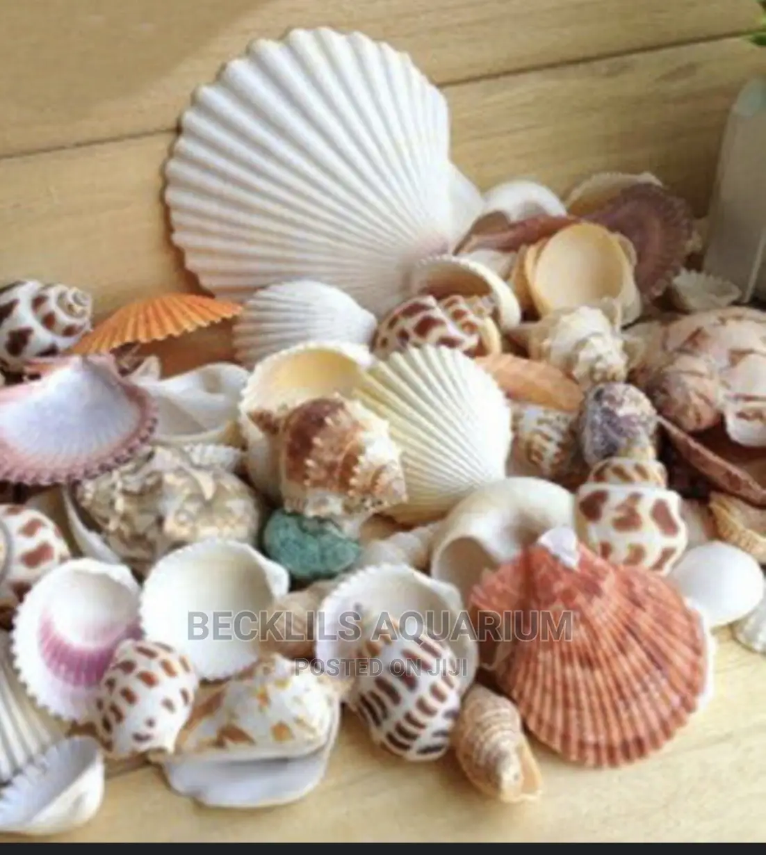 Aquarium Shells Decor