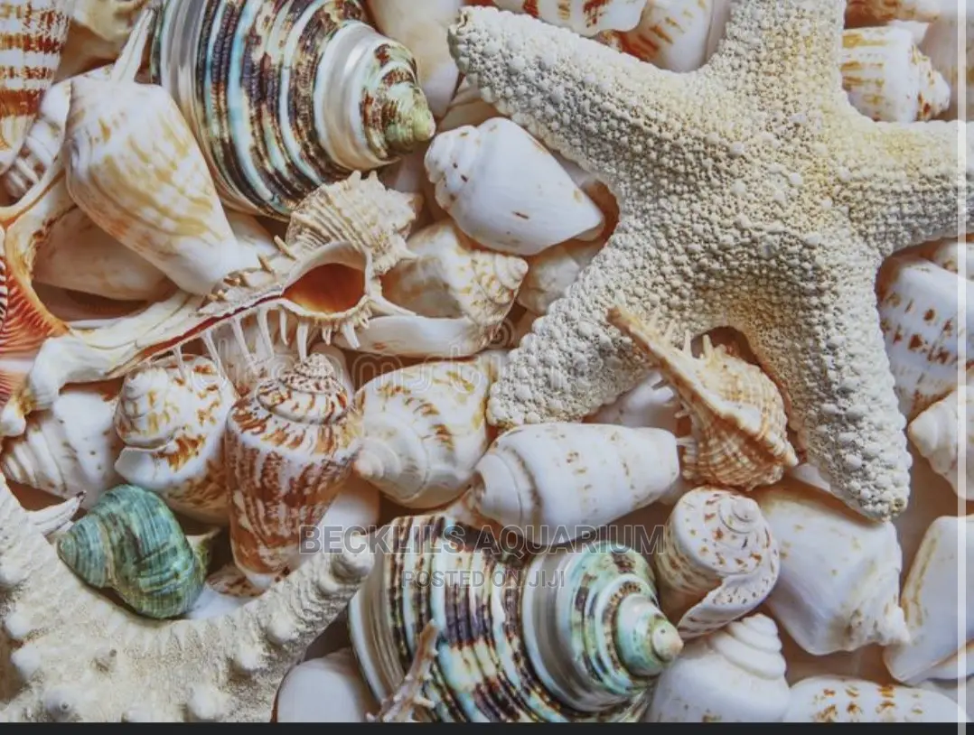 Aquarium Shells Decor