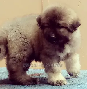 1-3 months Male Purebred Caucasian Shepherd