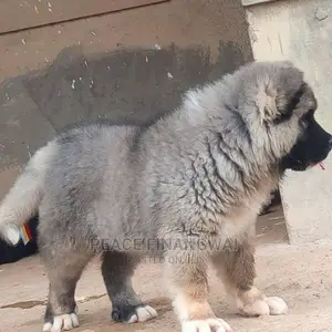 1-3 months Male Purebred Caucasian Shepherd