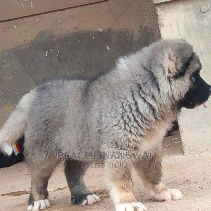 1-3 months Male Purebred Caucasian Shepherd