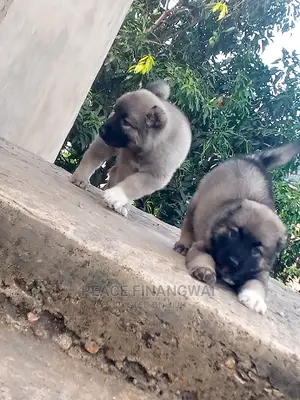 1-3 months Male Purebred Caucasian Shepherd