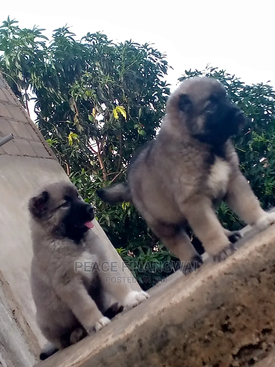 1-3 months Male Purebred Caucasian Shepherd